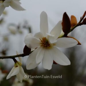 Michelia 'Fairy Magnolia Cream'