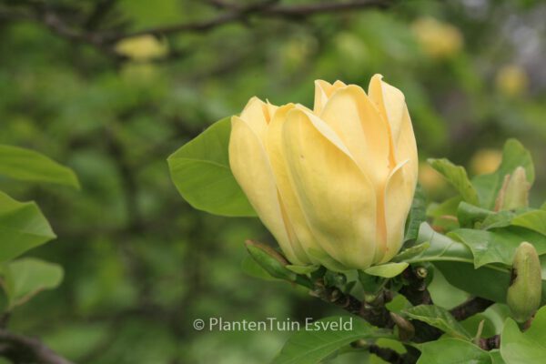 Magnolia 'Yellow Bird'