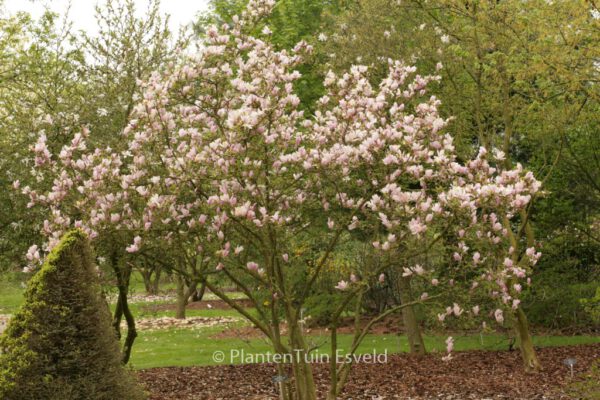 Magnolia 'George Henry Kern'