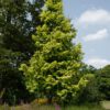 Metasequoia glyptostroboides 'Ogon'