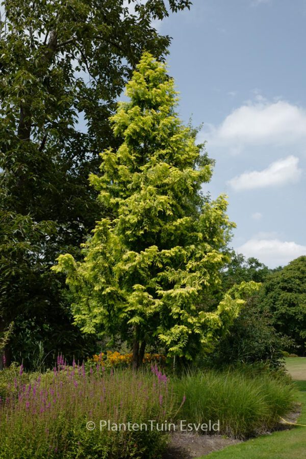 Metasequoia glyptostroboides 'Ogon'