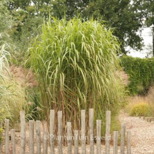 Miscanthus floridulus