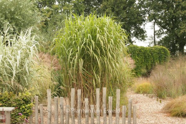 Miscanthus floridulus