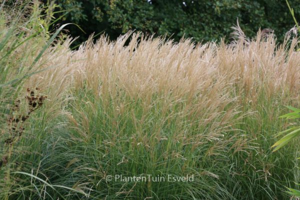 Miscanthus sinensis 'Yakushima Dwarf'