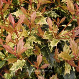 Osmanthus heterophyllus 'Tricolor'