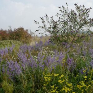 Perovskia atriplicifolia 'Blue Spire'