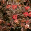 Physocarpus opulifolius 'Diable d'Or'