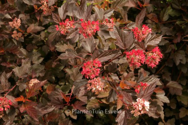 Physocarpus opulifolius 'Diable d'Or'