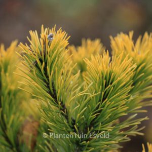 Pinus mugo 'Carsten's Wintergold'