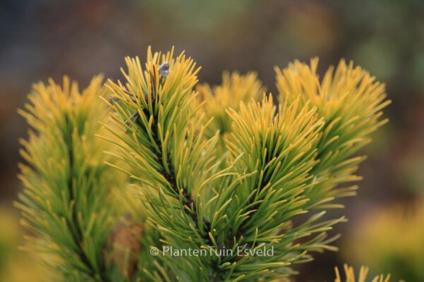 Pinus mugo 'Carsten's Wintergold'