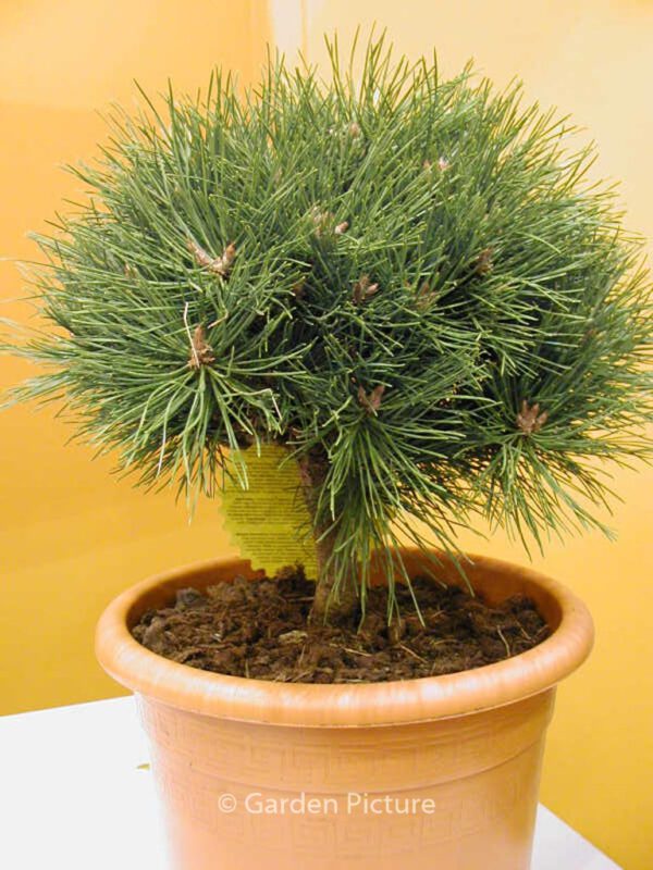 Pinus nigra 'Brepo'