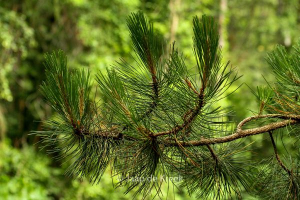 Pinus nigra austriaca