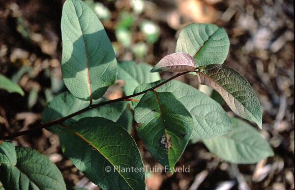 Populus maximowicziana