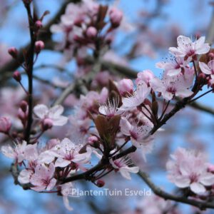 Prunus cerasifera 'Atropurpurea'