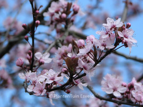 Prunus cerasifera 'Atropurpurea'