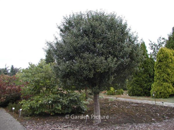 Prunus fruticosa 'Globosa'