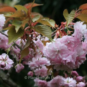 Prunus serrulata 'Shirofugen'