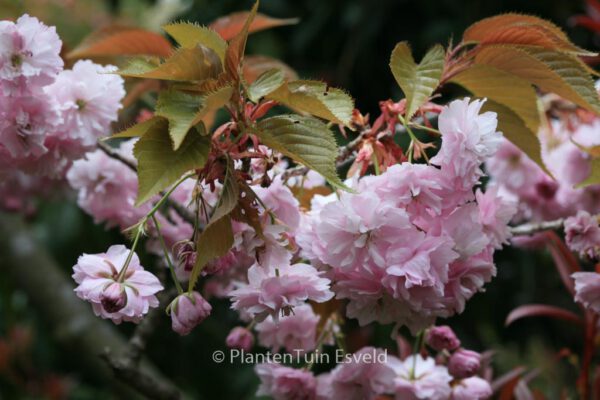 Prunus serrulata 'Shirofugen'