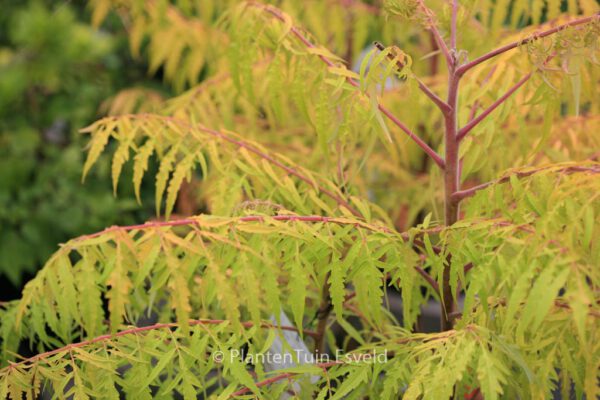 Rhus typhina 'Tiger Eyes'