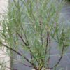 Salix rosmarinifolia