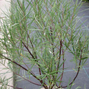 Salix rosmarinifolia