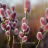 Salix chaenomeloides 'Mount Aso'