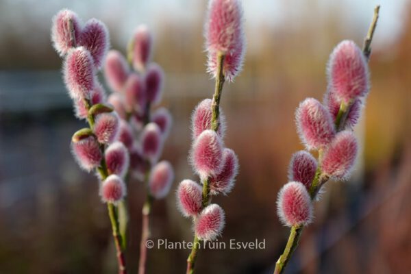 Salix chaenomeloides 'Mount Aso'