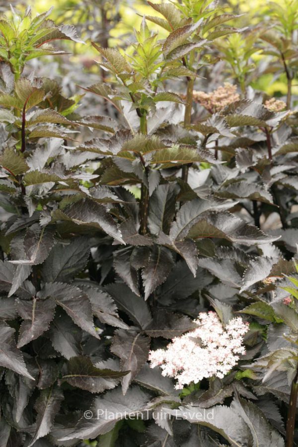 Sambucus nigra Black Tower'