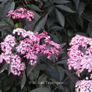 Sambucus nigra 'Black Beauty'