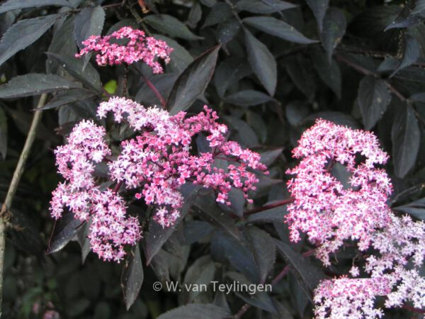 Sambucus nigra 'Black Beauty'