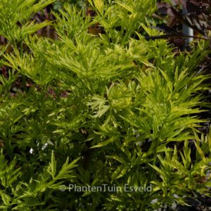 Sambucus nigra 'Golden Tower'