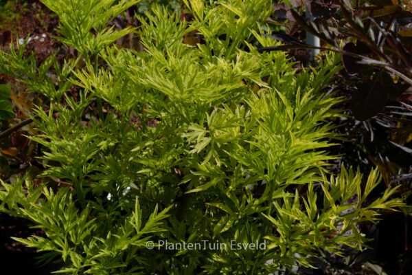 Sambucus nigra 'Golden Tower'