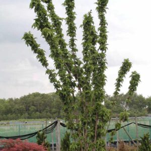 Sambucus nigra 'Fastigiata'