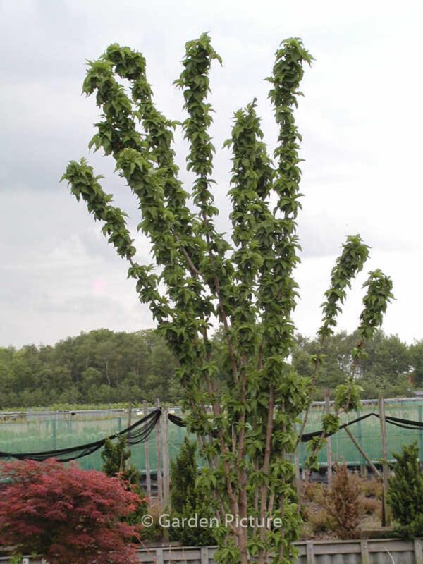 Sambucus nigra 'Fastigiata'