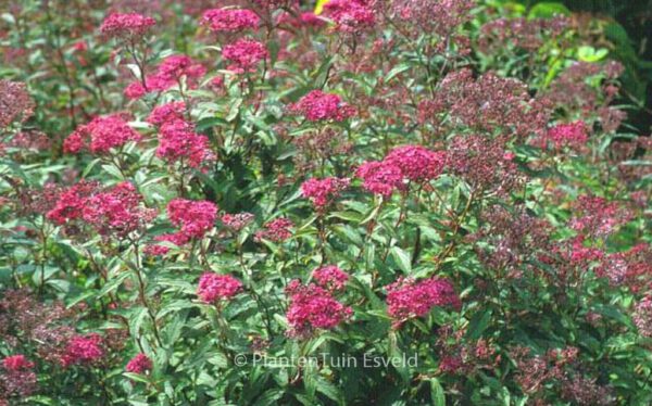 Spiraea bumalda 'Anthony Waterer'