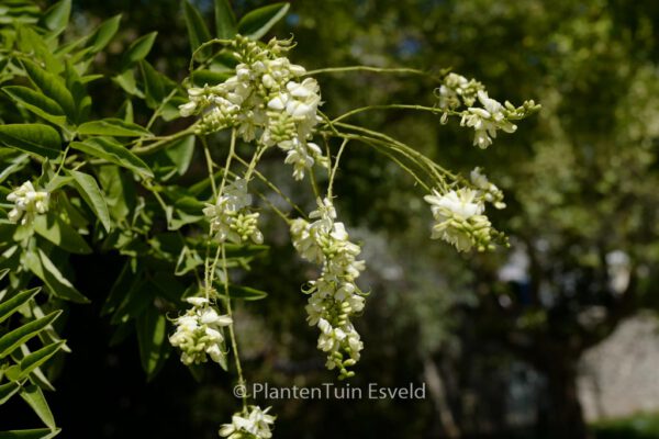 Sophora japonica