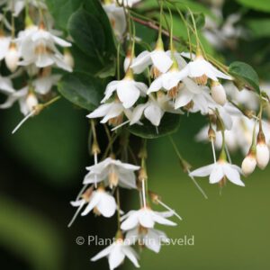 Styrax serrulatus