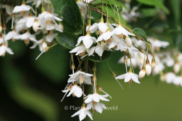 Styrax serrulatus