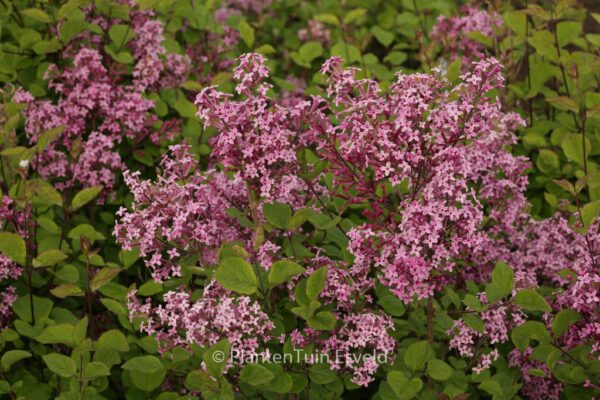 Syringa meyeri 'Bloomerang'