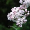 Syringa vulgaris 'Beauty O'