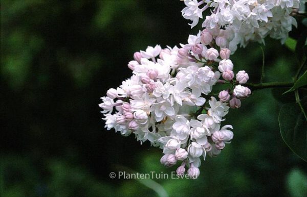 Syringa vulgaris 'Beauty O'