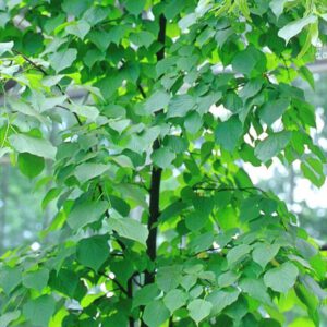 Tilia vulgaris 'Pallida'