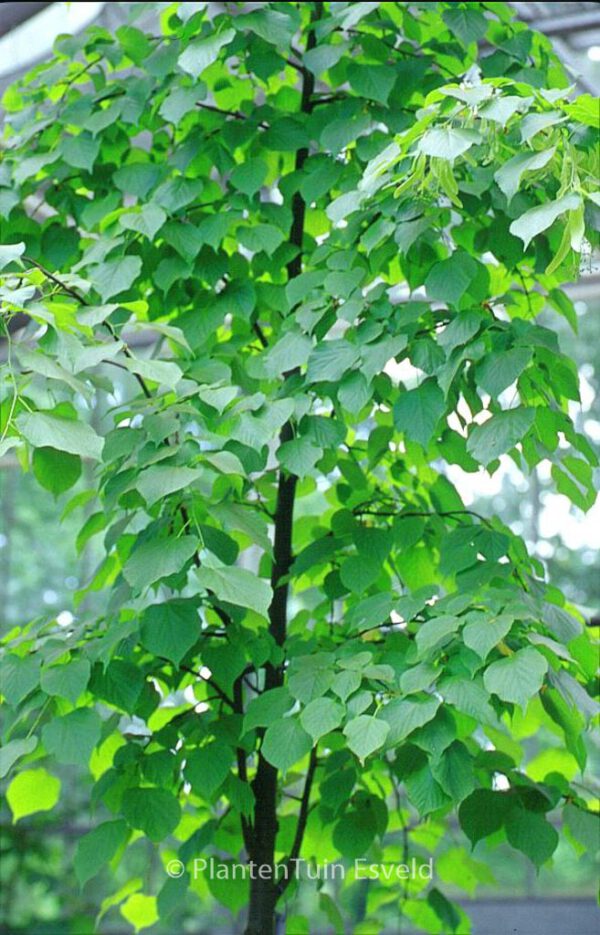 Tilia vulgaris 'Pallida'