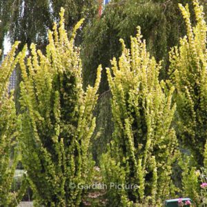 Ulmus carpinifolia 'Wredei'