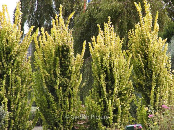 Ulmus carpinifolia 'Wredei'