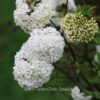 Viburnum burkwoodii 'Eskimo'