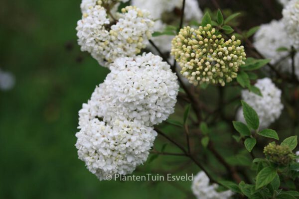 Viburnum burkwoodii 'Eskimo'