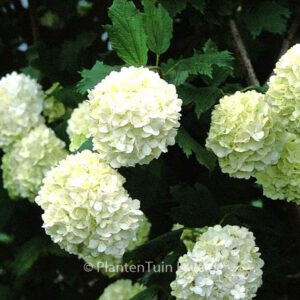 Viburnum opulus sterile