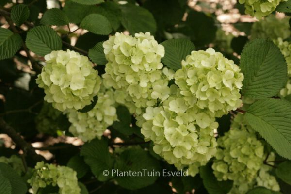 Viburnum plicatum 'Rotundifolium'