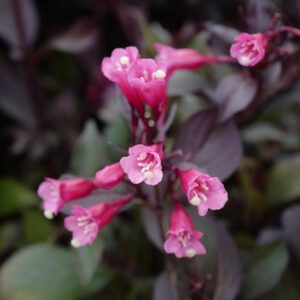 Weigela florida 'Wine and Roses'